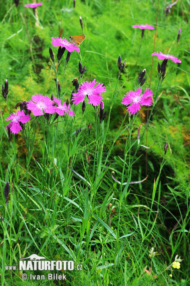 Klinček (Dianthus sylvaticus)