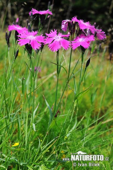 Klinček (Dianthus sylvaticus)