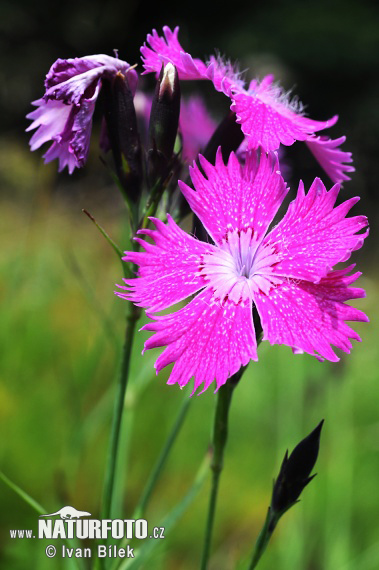 Klinček (Dianthus sylvaticus)