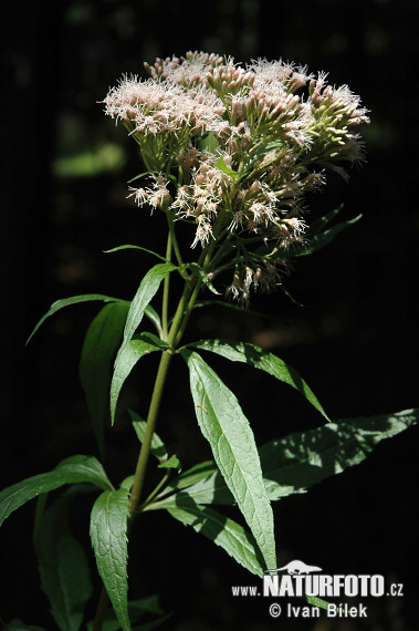 Konopáč obyčajný (Eupatorium cannabinum)