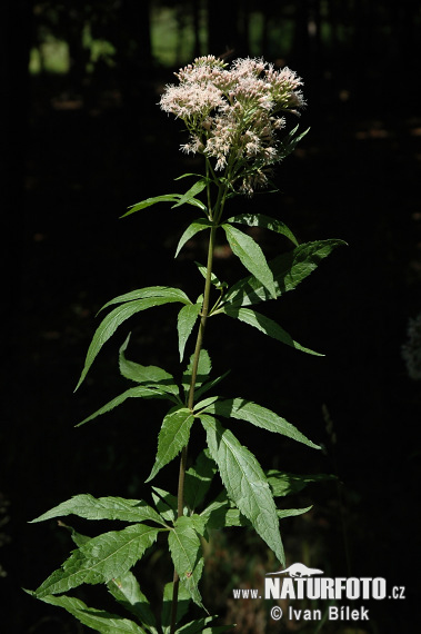 Konopáč obyčajný (Eupatorium cannabinum)