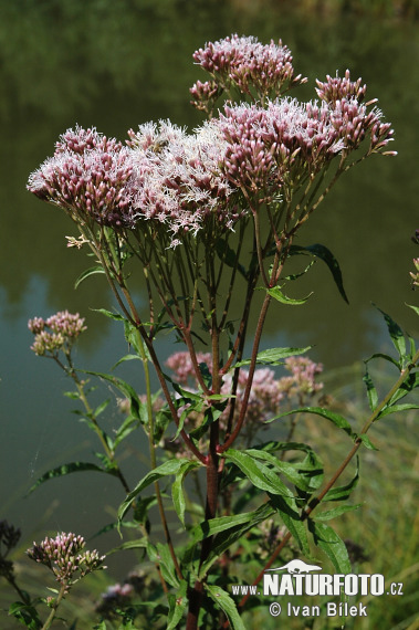 Konopáč obyčajný (Eupatorium cannabinum)