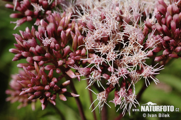 Konopáč obyčajný (Eupatorium cannabinum)