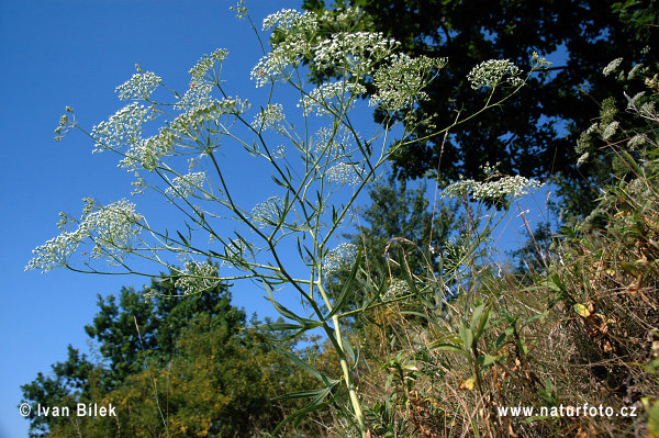 Kosáčik obyčajný (Falcaria vulgaris)