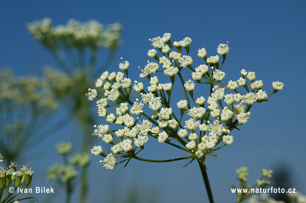 Kosáčik obyčajný (Falcaria vulgaris)