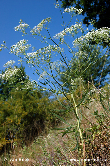 Kosáčik obyčajný (Falcaria vulgaris)