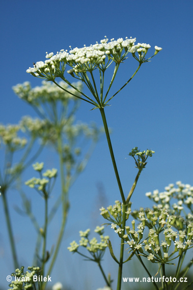 Kosáčik obyčajný (Falcaria vulgaris)