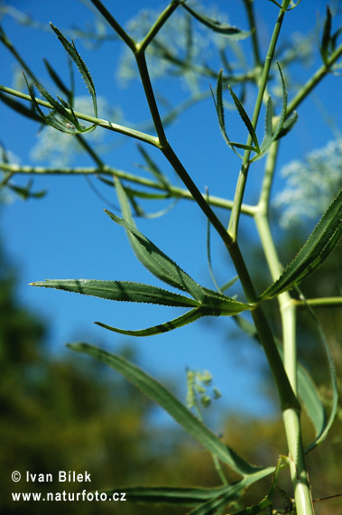 Kosáčik obyčajný (Falcaria vulgaris)