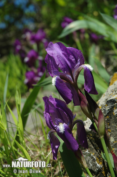 Kosatec bezlistý (Iris aphylla)