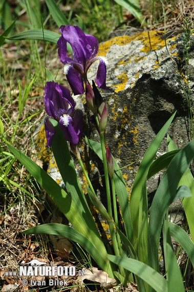 Kosatec bezlistý (Iris aphylla)