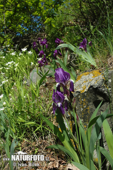 Kosatec bezlistý (Iris aphylla)