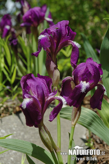 Kosatec bezlistý (Iris aphylla)