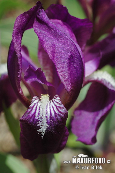 Kosatec bezlistý (Iris aphylla)