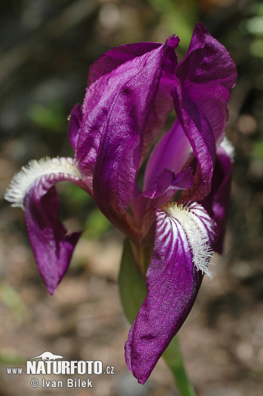 Kosatec bezlistý (Iris aphylla)