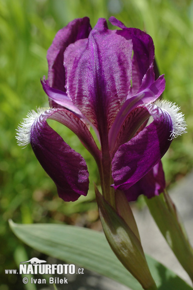 Kosatec bezlistý (Iris aphylla)