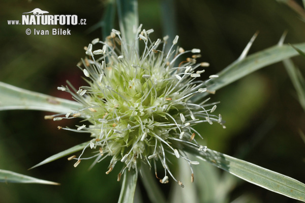 Kotúč poľný (Eryngium campestre)