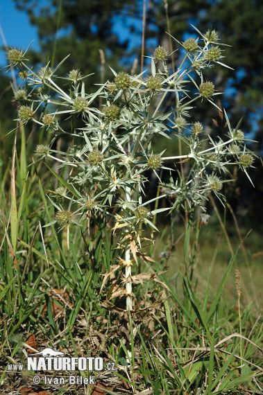 Kotúč poľný (Eryngium campestre)