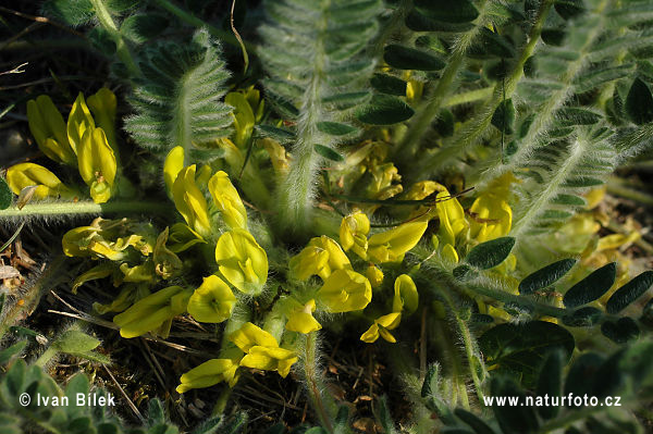 Kozinec bezbyľový (Astragalus exscapus)