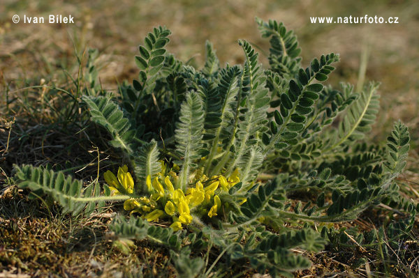 Kozinec bezbyľový (Astragalus exscapus)