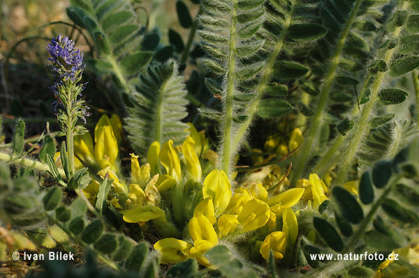 Kozinec bezbyľový (Astragalus exscapus)