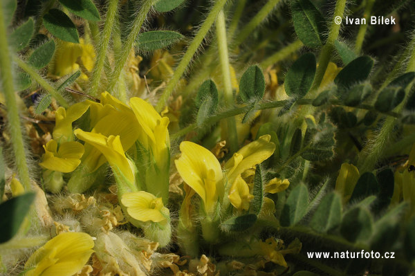 Kozinec bezbyľový (Astragalus exscapus)