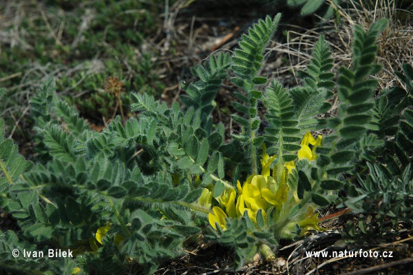 Kozinec bezbyľový (Astragalus exscapus)