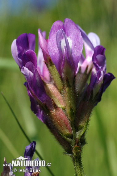 Kozinec dánsky (Astragalus danicus)