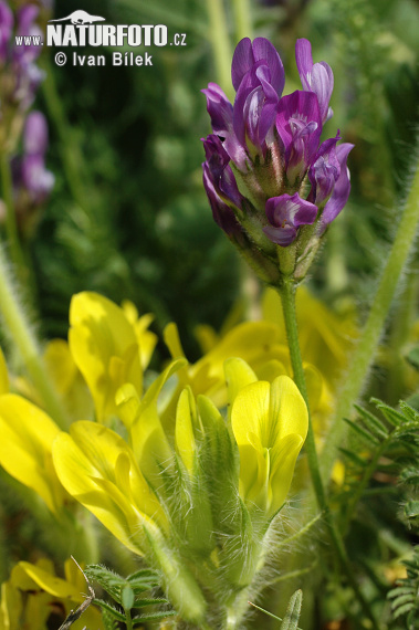 Kozinec dánsky (Astragalus danicus)