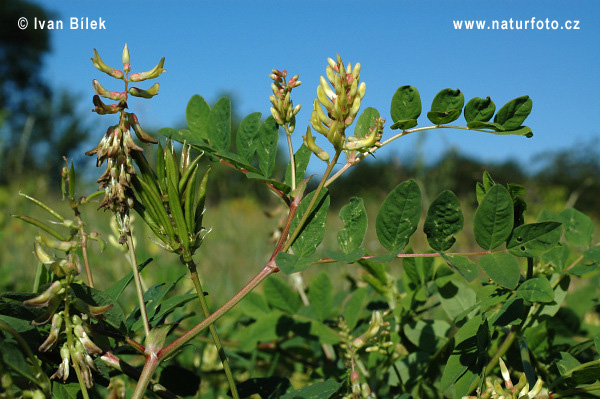 Kozinec sladkolistý (Astragalus glycyphyllos)