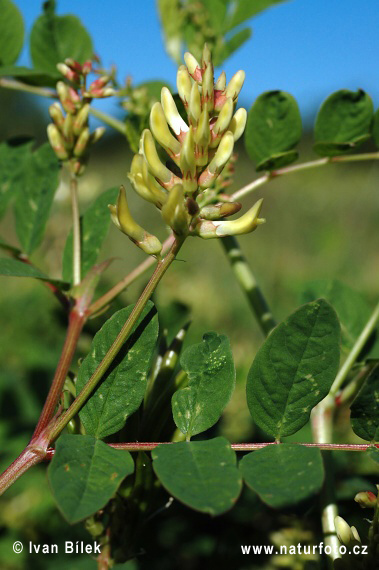 Kozinec sladkolistý (Astragalus glycyphyllos)