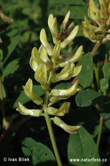 Kozinec sladkolistý (Astragalus glycyphyllos)