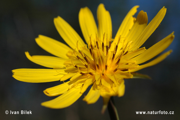 Kozobrada východná (Tragopogon orientalis)