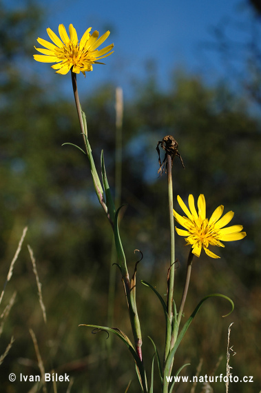 Kozobrada východná (Tragopogon orientalis)