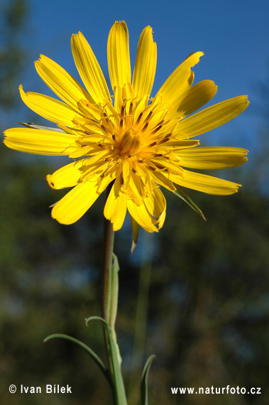 Kozobrada východná (Tragopogon orientalis)