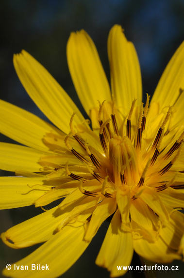 Kozobrada východná (Tragopogon orientalis)