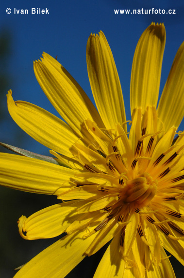 Kozobrada východná (Tragopogon orientalis)