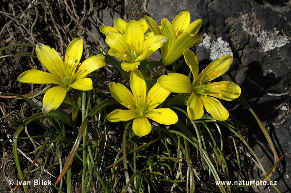 Krivec český (Gagea bohemica)