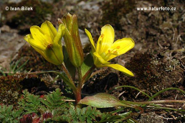 Krivec český (Gagea bohemica)