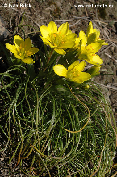 Krivec český (Gagea bohemica)