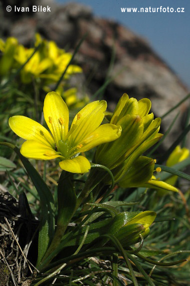 Krivec český (Gagea bohemica)