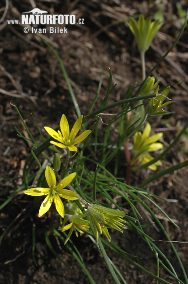 Krivec páperistý (Gagea villosa)