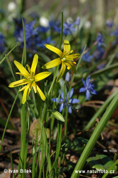 Krivec žltý (Gagea lutea)