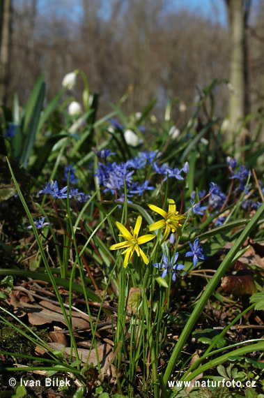 Krivec žltý (Gagea lutea)