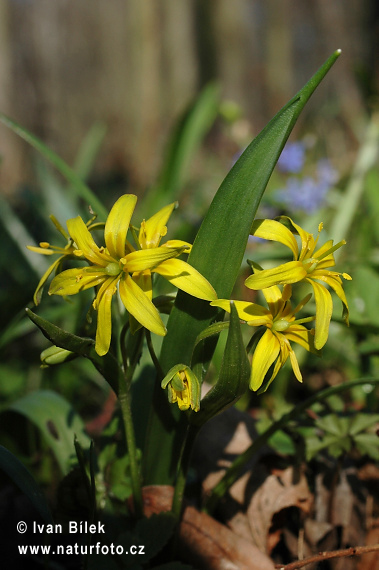 Krivec žltý (Gagea lutea)