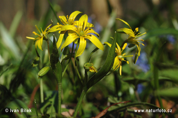 Krivec žltý (Gagea lutea)