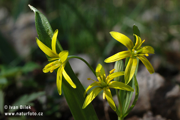 Krivec žltý (Gagea lutea)