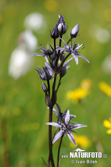 Kropenáč trváci (Swertia perennis)