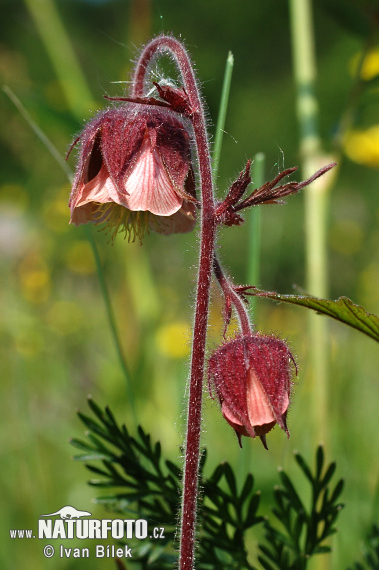 Kuklík potočný (Geum rivale)