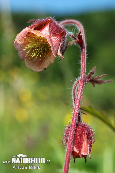 Kuklík potočný (Geum rivale)