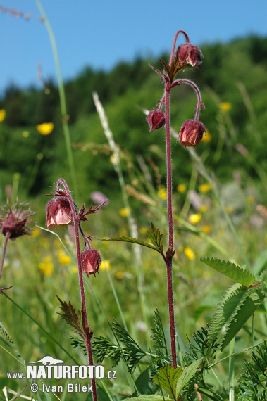 Kuklík potočný (Geum rivale)